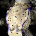nudibranch_sb_gld_v_0082_kom1699.jpg